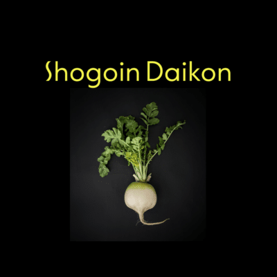 Shogoin Daikon Pickles