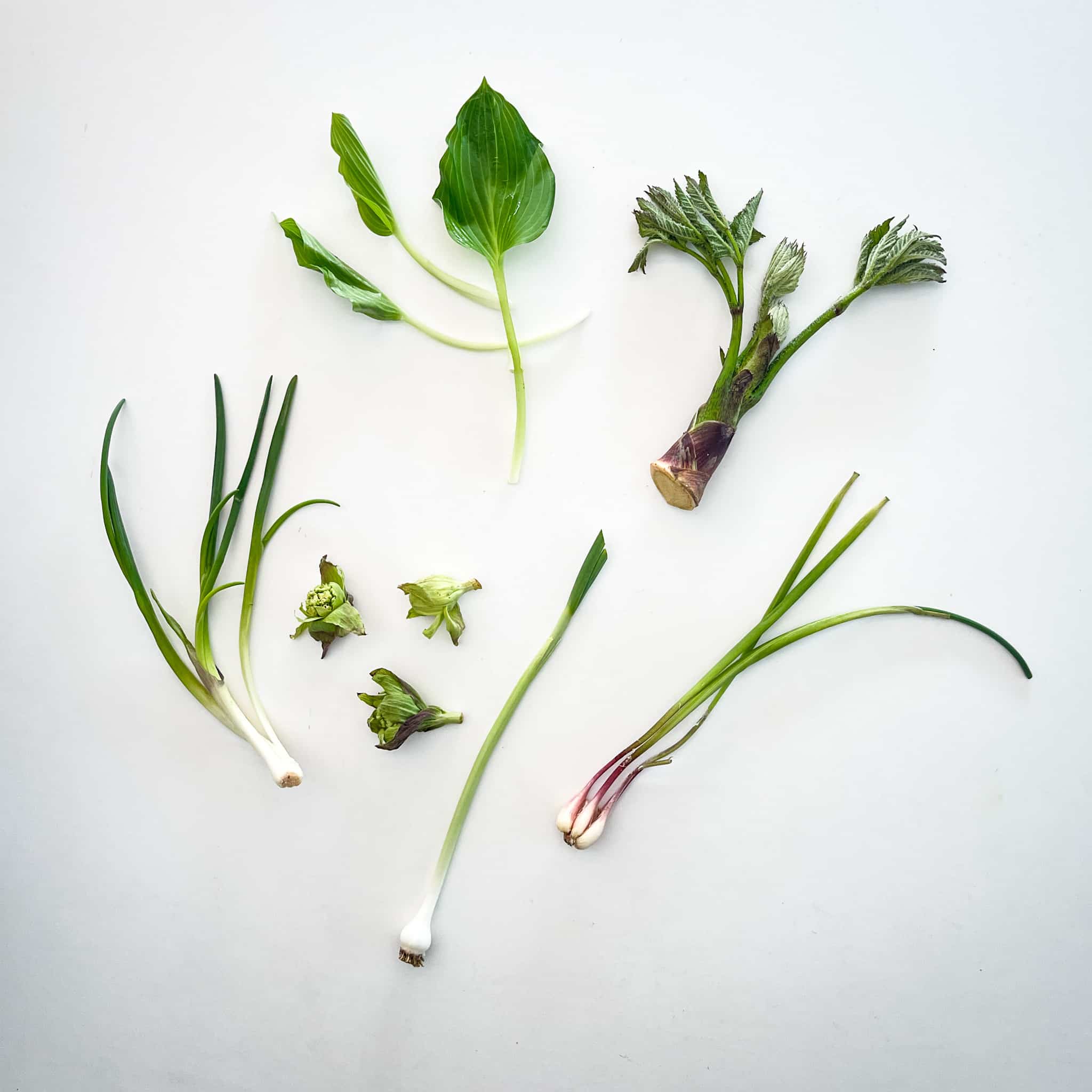 山菜 Sansai Japanese mountain vegetables